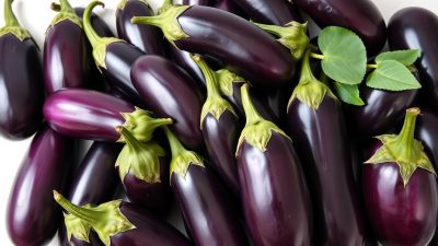 Terong untuk diet Terong untuk diet